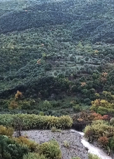koroneiki