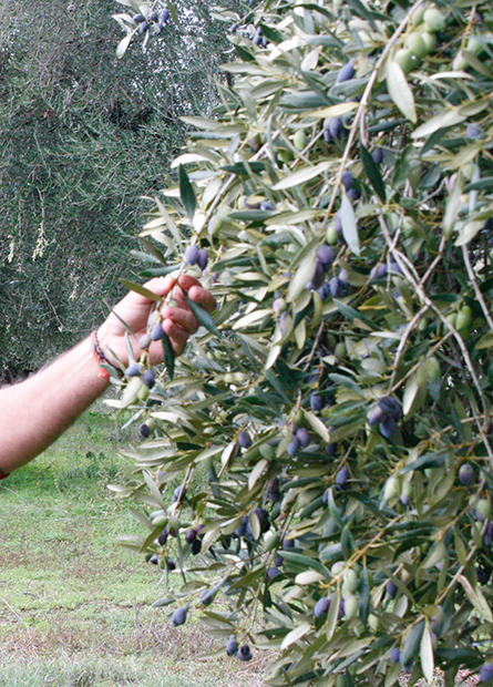 Diversification and the Fourth Generation’s Vision (2013–Today)