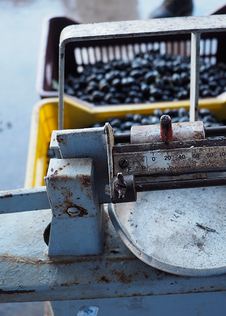 Foundations of a Family Legacy (1959)